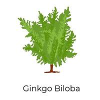 arbre de ginkgo biloba vecteur