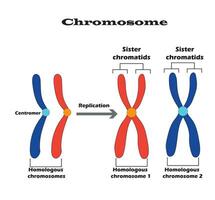 différence entre homologue chromosomes, une paire de homologue chromosomes, et aussi sœur chromatides.étude contenu pour la biologie et science étudiants. vecteur illustration.