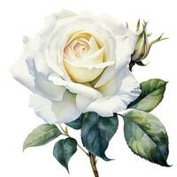 aquarelle dessin, blanc Rose fleur. illustration dans le réalisme style, ancien vecteur