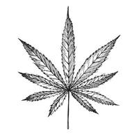 chanvre feuille dessin. main tiré cannabis plante isolé blanc Contexte pour modèle, imprimer, étiqueter, carte, logo. médical herbe, cosmétique ingrédient, vecteur illustration. botanique esquisser avec gravure