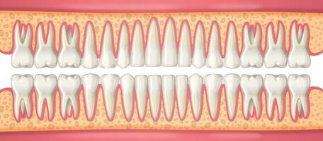 Humain dentaire anatomie concept vecteur