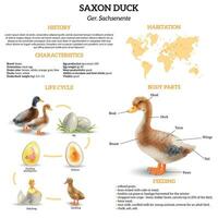 réaliste Saxe canard infographie vecteur