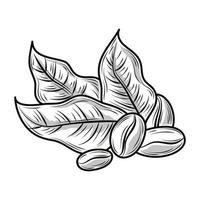 feuilles de grains de café
