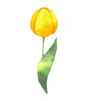 Facile style Jaune tulipe avec vert feuille.réaliste botanique illustration.natural fleur pour création cartes, invitations.aquarelle tulipe.main tiré illustration. vecteur