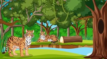 famille de tigres dans la scène de la forêt avec de nombreux arbres vecteur