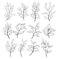 dessin au trait de branches élégantes. plantes d'été. vecteur