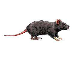 rat, souris d'une touche d'aquarelle, dessin coloré, réaliste. illustration vectorielle de peintures vecteur