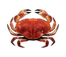 crabe rouge d'une touche d'aquarelle, dessin coloré, réaliste. illustration vectorielle de peintures vecteur