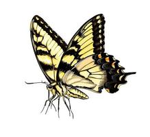papillon d'une touche d'aquarelle, dessin coloré, réaliste. illustration vectorielle de peintures vecteur