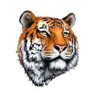 portrait de tête de tigre à partir d'une touche d'aquarelle, dessin coloré, réaliste. illustration vectorielle de peintures vecteur