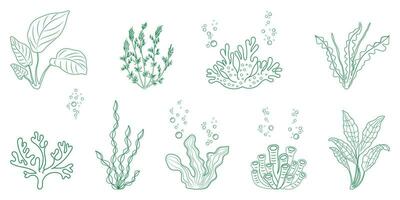 algue linéaire illustration. Marin végétation et coraux dans griffonnage style. éléments d'algue pour conception. vecteur
