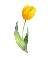 Jaune tulipe fleur. réaliste aquarelle botanique illustration. Naturel fleur pour création cartes, faire-part, la Saint-Valentin jour, mariage, vente et autre événements.hand tiré illustration. vecteur