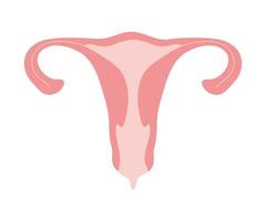 utérus rose isolé vecteur