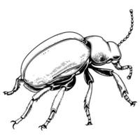 scarabée coloration page pour des gamins vecteur