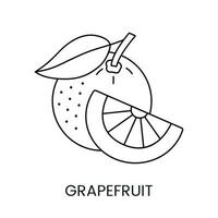 pamplemousse vecteur ligne icône, une représentation de une agrumes fruit, conçu pour nourriture allergène alertes sur emballage.