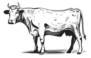 vache permanent main tiré esquisser vecteur illustration bétail