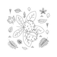 châtaigne, feuilles. Bonjour l'automne. l'automne saison élément, icône. ligne art. vecteur
