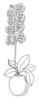 noir vecteur isolé sur une blanc Contexte griffonnage illustration de une fleur de orchidée dans une pot