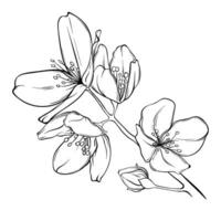 image de jasmin avec fleurs. noir contour sur une transparent Contexte. botanique vecteur illustration