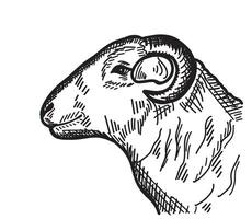 mouton RAM tête dessin animé main tiré esquisser national bétail vecteur illustration