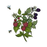 botanique main dessin mûre-framboise vecteur illustration avec abeille