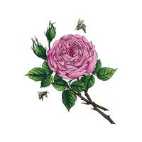 rose Rose avec abeille vecteur science illustration main dessin style