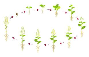 canola croissance cycle. développement phases de colza sont de la graine à récolte. croissance oléagineux cultures. vecteur