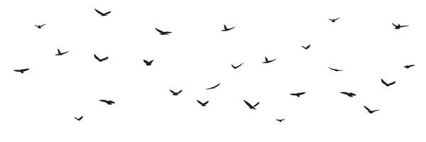 ensemble de mouche des oiseaux silhouettes. troupeau en volant des oiseaux isolé sur blanc Contexte. vecteur illustration.