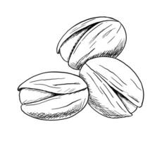bouquet de pistache des noisettes. main tiré monochrome esquisser isolé sur blanc Contexte. nourriture illustration vecteur