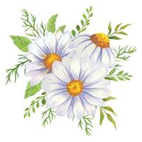 Marguerite aquarelle illustration. camomille bouquet vecteur
