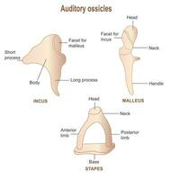 anatomie de Humain oreille, auditif les osselets, marteau, enclume, l'étrier, vecteur illustration