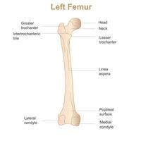 Humain fémur, postérieur aspect. étiqueté. détaillé médical illustration. isolé sur une blanc Contexte vecteur