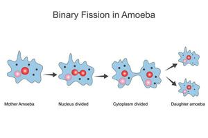 binaire fission dans amibe vecteur