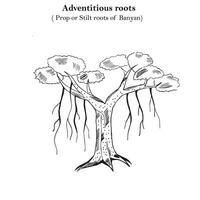 adventice racines, soutenir ou pilotis les racines de banian, mécanique soutien, pilier racines, botanique concept vecteur
