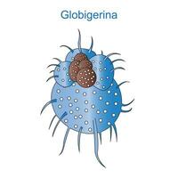 globigerina est une genre de planctonique les foraminifères, en ordre de rotalida. sarcodine ou rhizopoda.protista.vecteur illustration. vecteur