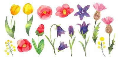 ensemble de Facile fleurs.japonais camélia, tulipes, campanule, chardon.fleur clipart pour Facile et élégant conception.aquarelle illustration.main art. vecteur