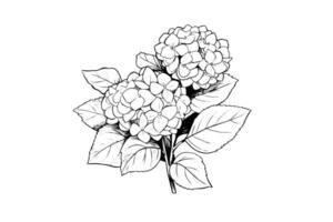 main tiré encre esquisser hortensia fleurs. vecteur illustration dans gravure style.