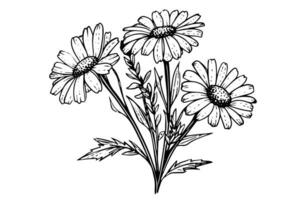 main tiré camomille encre esquisser. Marguerite fleur gravure vecteur illustration.