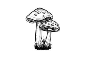 mouche agaric ou amanite champignons groupe croissance dans herbe gravure style. vecteur illustration.