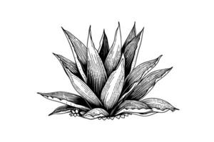bleu agave encre esquisser. Tequila ingrédient vecteur dessin. gravure illustration de mexicain plante.