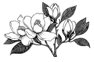 main tiré magnolia fleur encre esquisser. gravure style vecteur illustration.