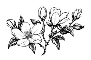 main tiré magnolia fleur encre esquisser. gravure style vecteur illustration.