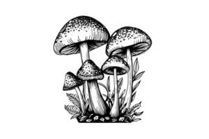 mouche agaric ou amanite champignons groupe croissance dans herbe gravure style. vecteur illustration.