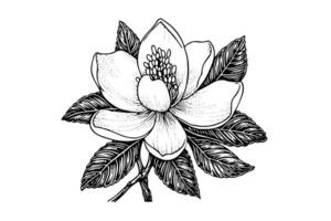 main tiré magnolia fleur encre esquisser. gravure style vecteur illustration.