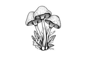 mouche agaric ou amanite champignons groupe croissance dans herbe gravure style. vecteur illustration.