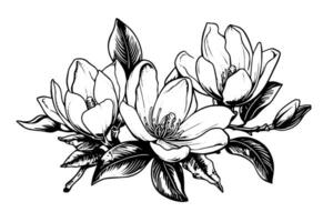 main tiré magnolia fleur encre esquisser. gravure style vecteur illustration.