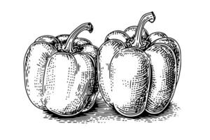 poivre ou paprika main tiré vecteur illustration dans gravure style.