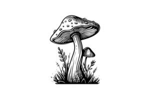 mouche agaric ou amanite champignons groupe croissance dans herbe gravure style. vecteur illustration.