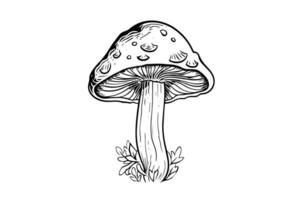 mouche agaric ou amanite champignons groupe croissance dans herbe gravure style. vecteur illustration.