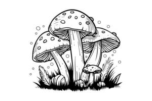 mouche agaric ou amanite champignons groupe croissance dans herbe gravure style. vecteur illustration.